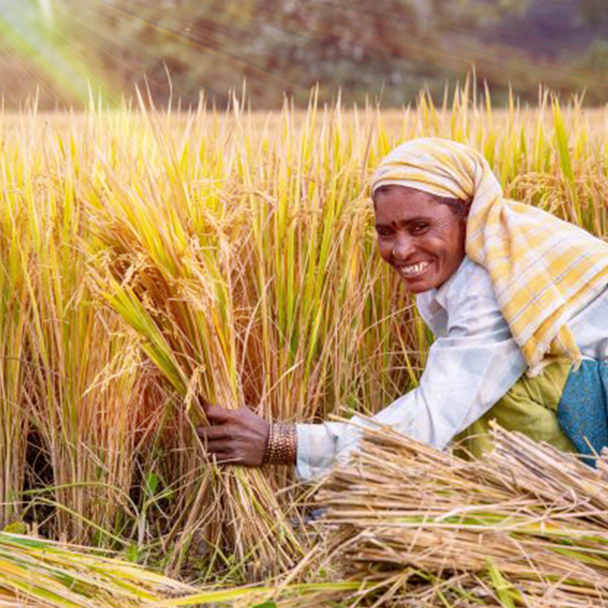 Punjab Basmati Field